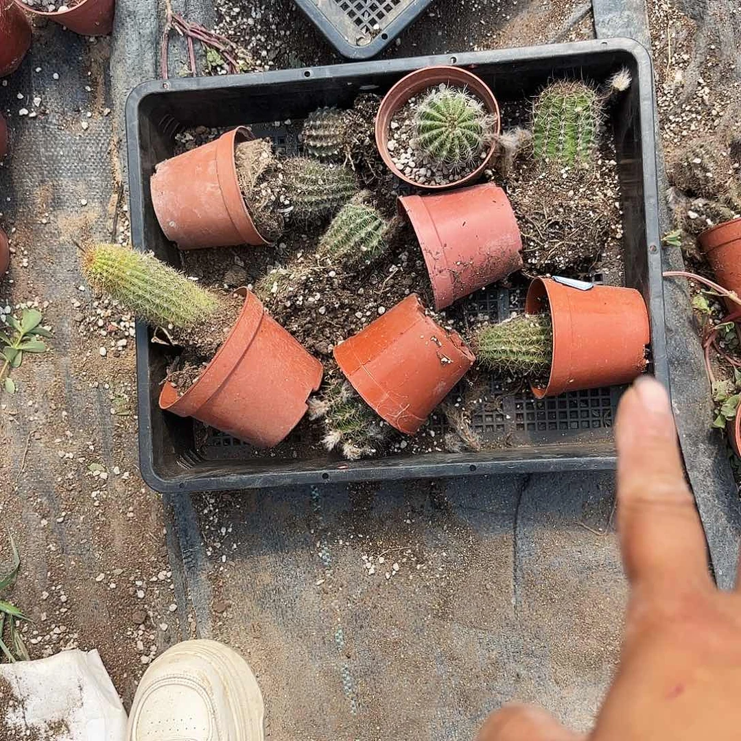 58 号一筐处理瑕疵无售后瘦小