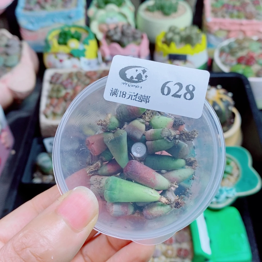 知***乐生石花花花花花花花花628