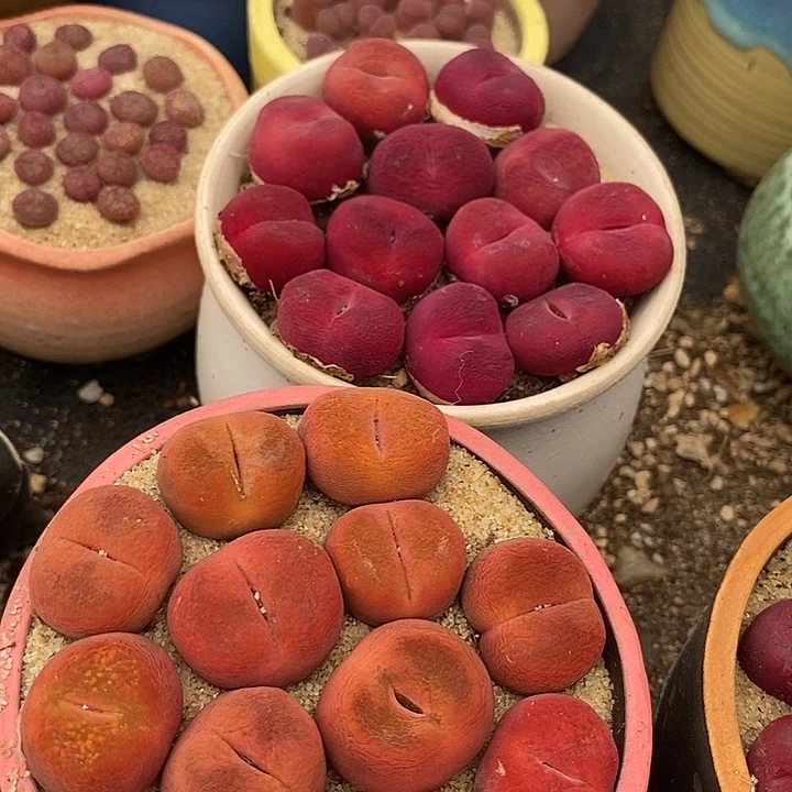 红蟠桃➕水蜜桃➕吕氏一颗