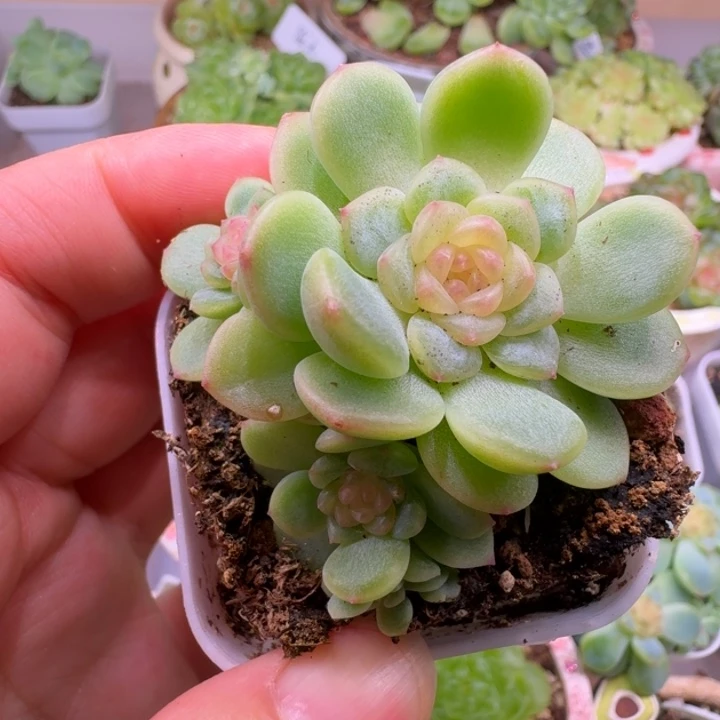 西米露群福利朵朵