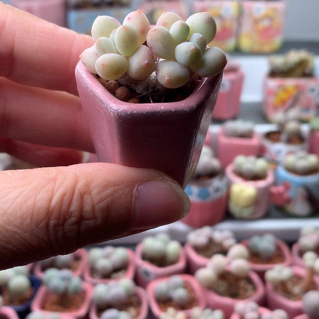 香水奶酪带盆发货