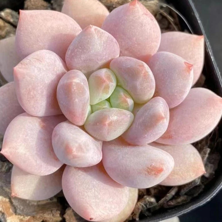 半夏老桩精控冠幅五室内阳台好养的多肉植物盆栽净化空气防辐射