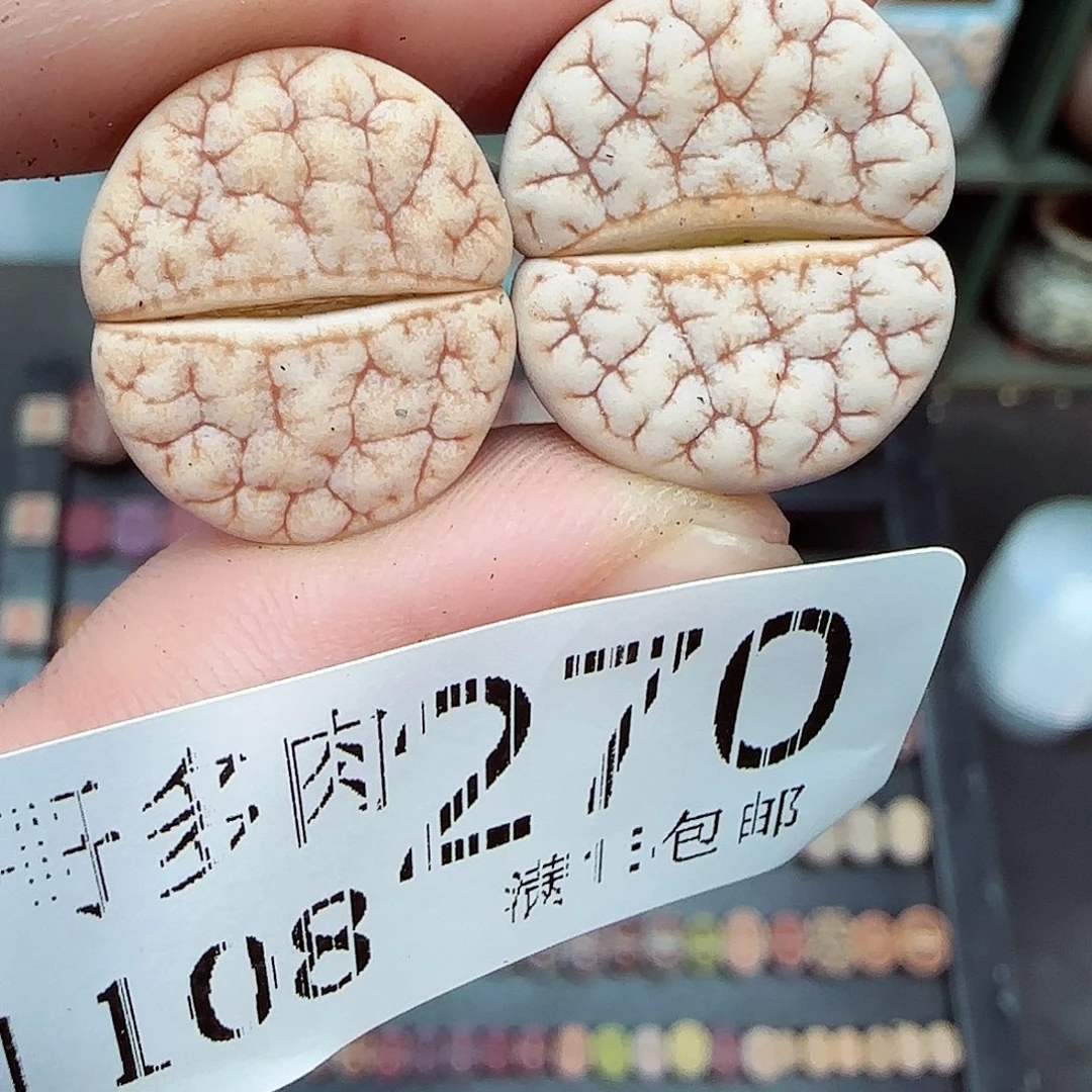 满满18包邮1108-270