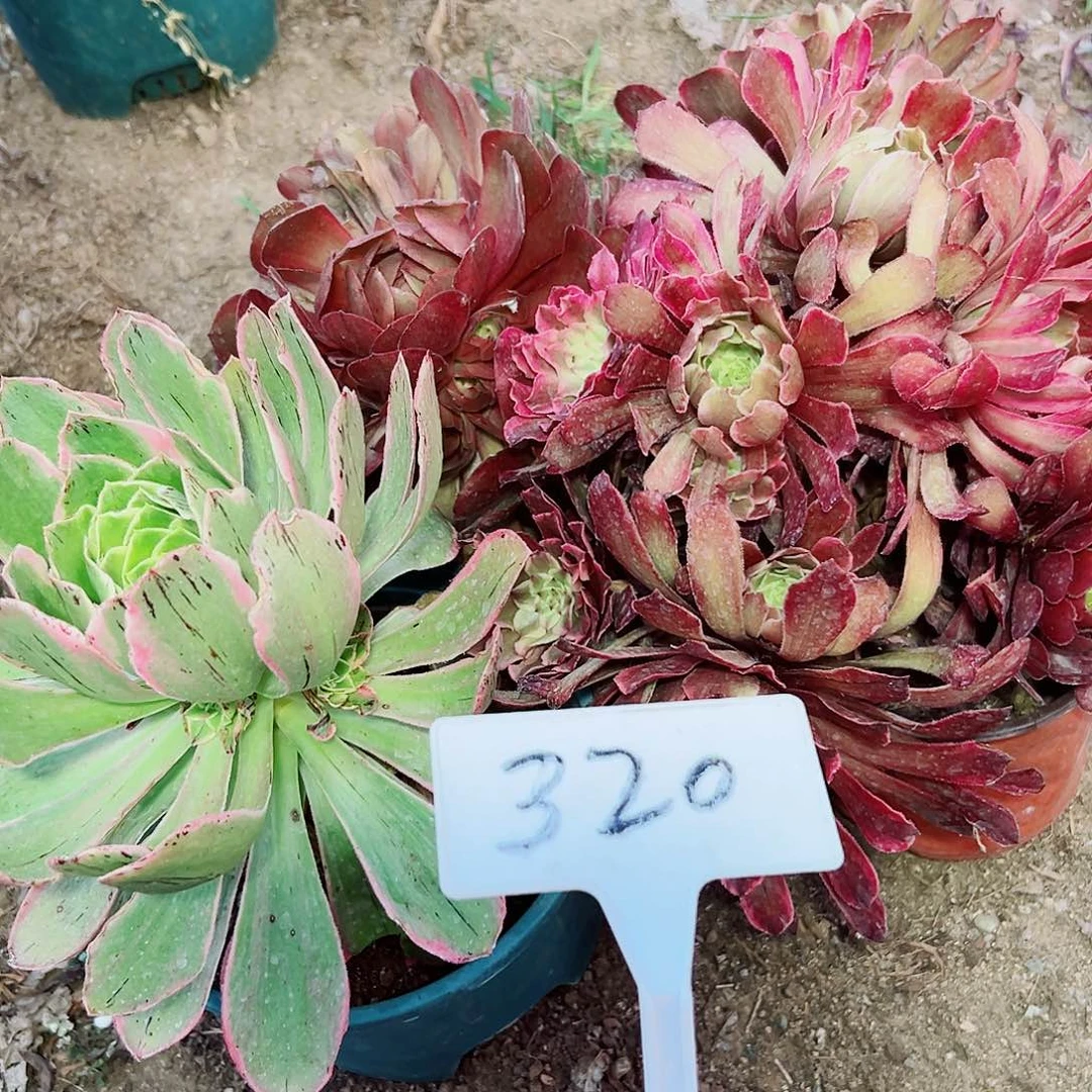 多肉植物组合3个
