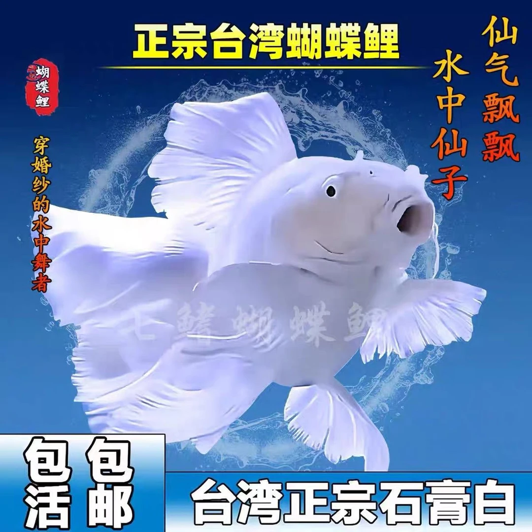 蝴蝶鲤观赏鱼大鳍大尾冷水好养耐活锦鲤活体红色短身球体混养