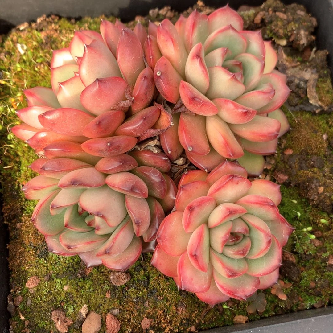 茉*3447瑕疵不售后