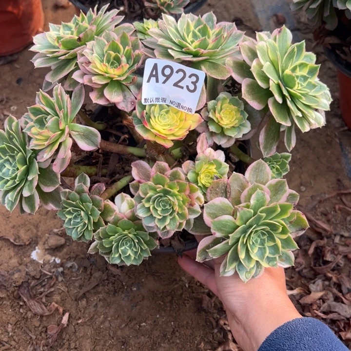 断枝海王多肉植物923.