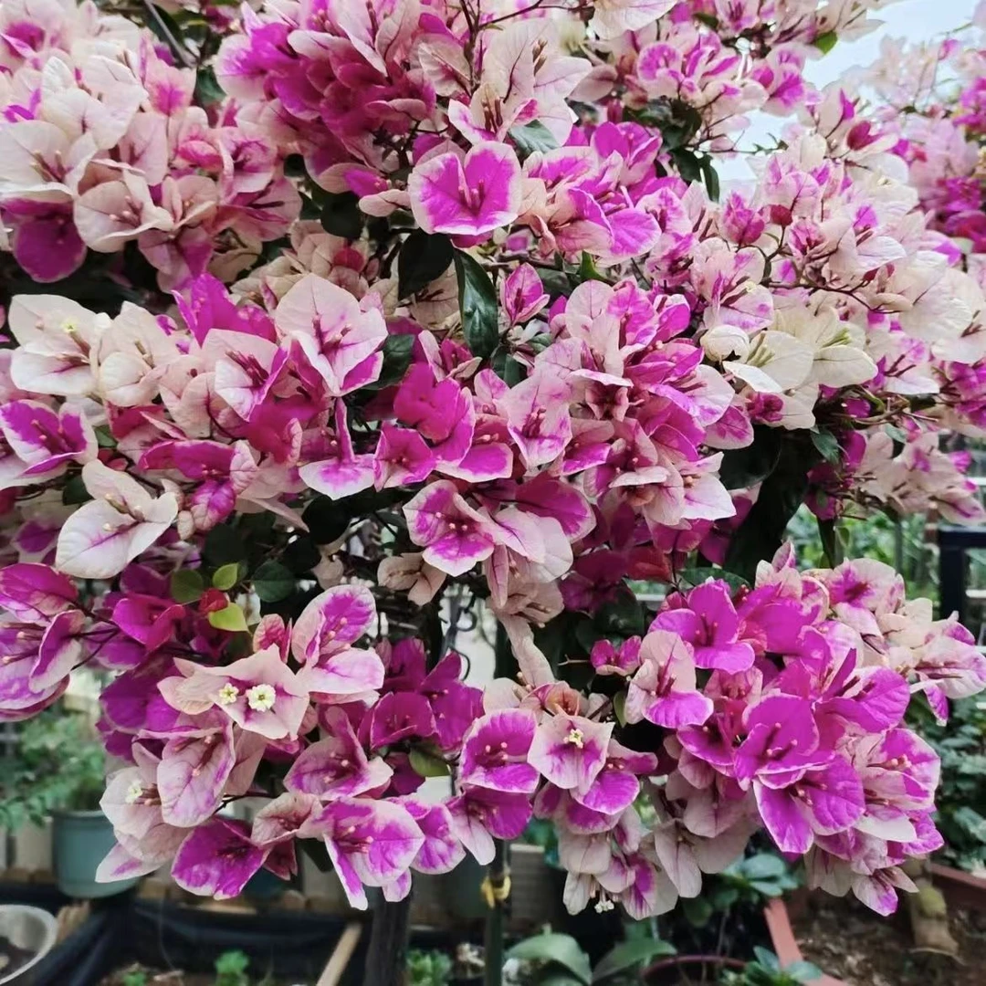 【漳红樱】原生袋苗三角梅 闽专享