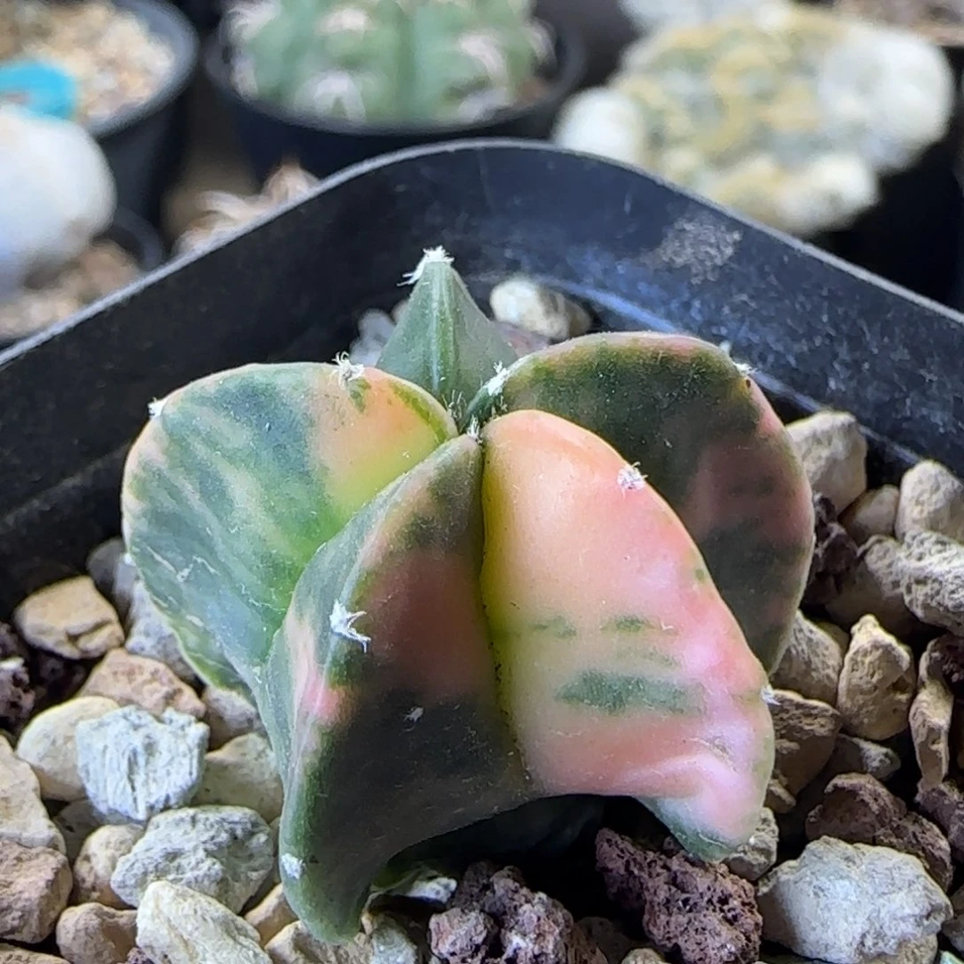 118实生鸾凤锦多肉3