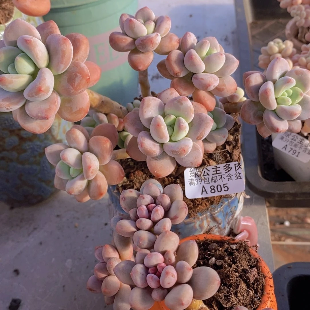 樱花洛神15cm805多肉植物