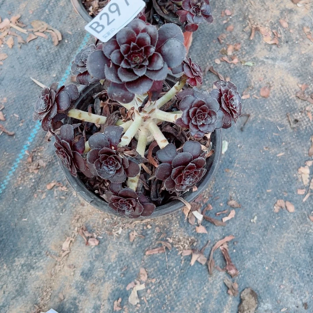 297墨法多肉植物法师