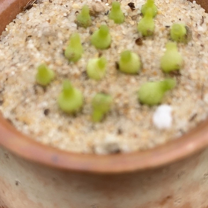 小葫芦一颗小葫芦