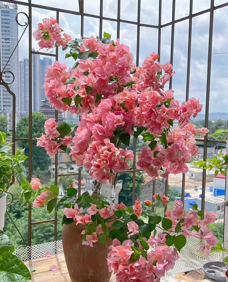 不甜西瓜三角梅花苗不带花{原盆原土发货}四季 种植
