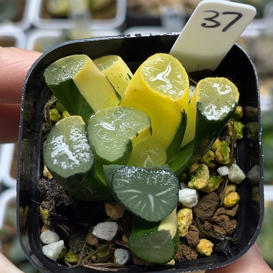 37玉龙万象锦fulizhuanc