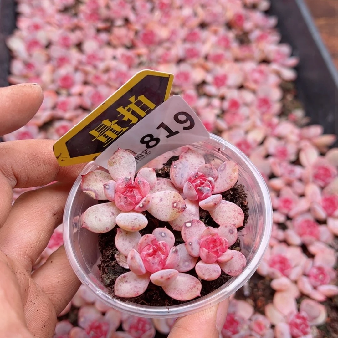 多肉植物多肉植物