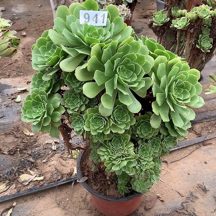 多肉植物绿羊绒941