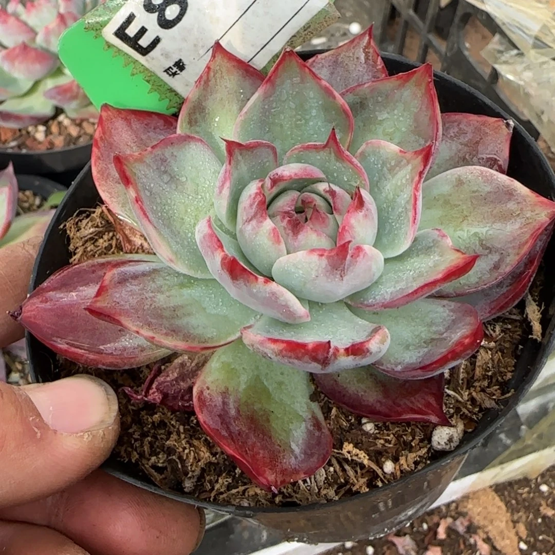 喇叭花脸惊鸿一物一拍包装收缩花旱890