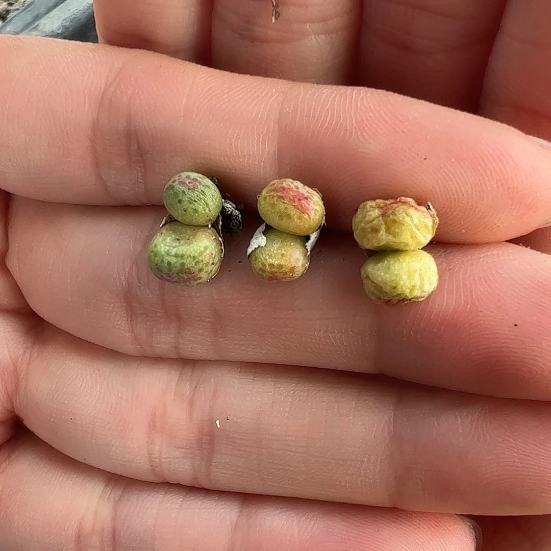 0000量拍园艺1425.95龙猫斑马双头3颗尺寸非常小