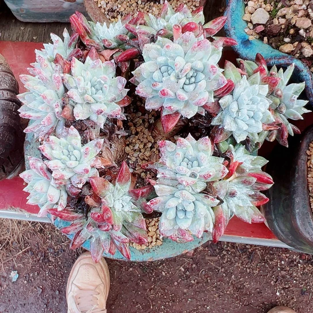 9287白雪仙女杯多肉