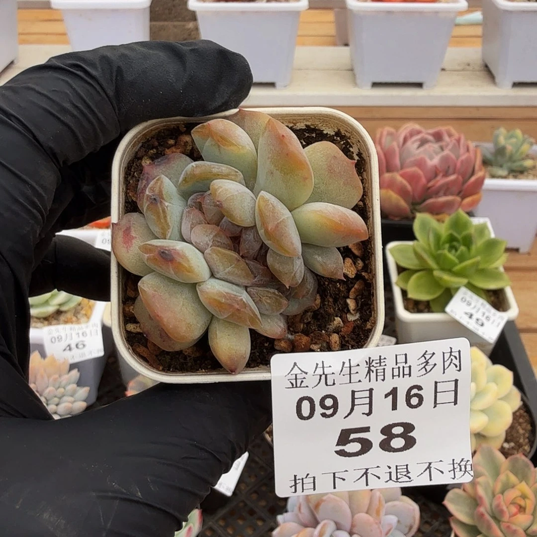 0916-58红色恋人缀
