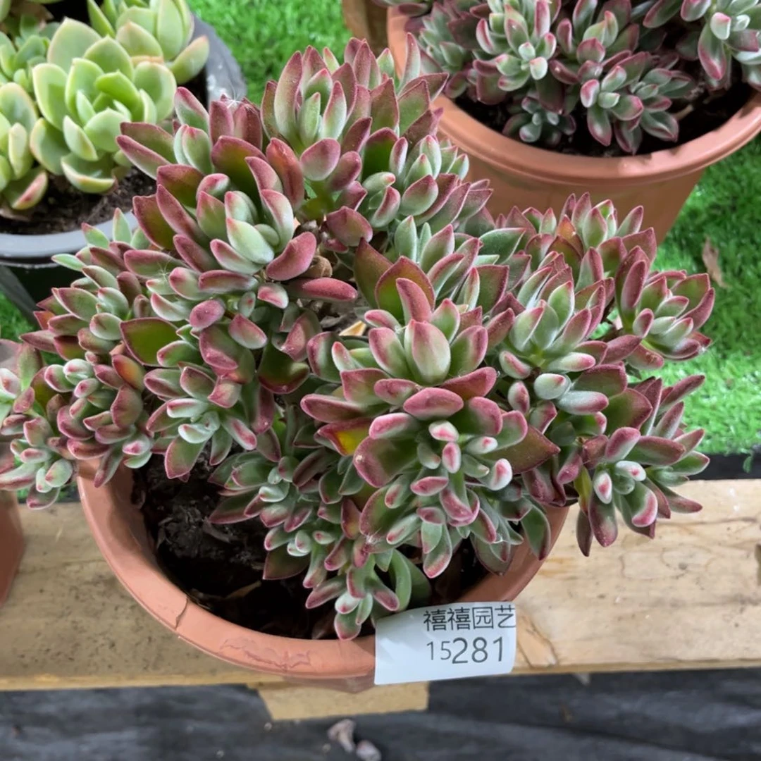 15281红兔耳多肉植物