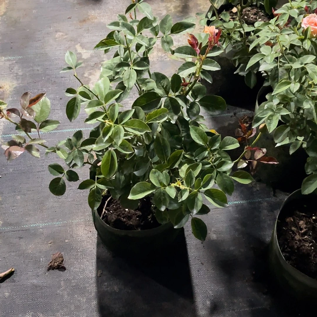 小***醋无花朵———-水蜜桃