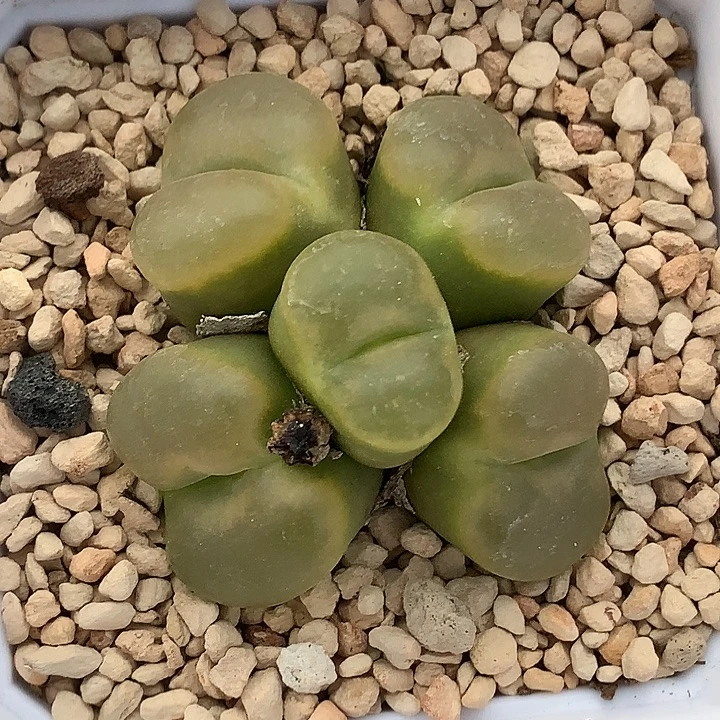 精品多肉植物精品多肉