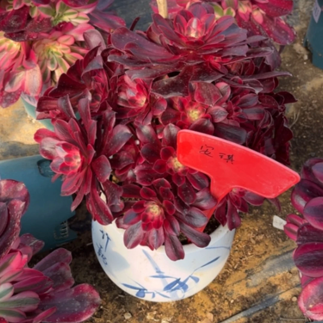 【闪购商品】安*.补差价多肉法师