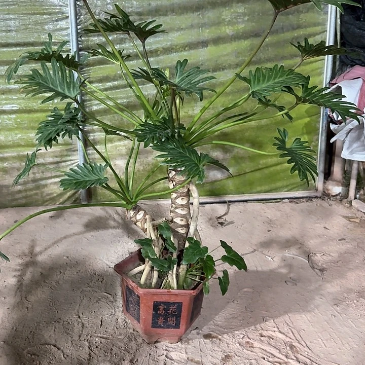 山***下希望小天使带盆带土