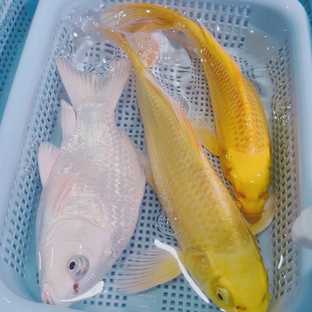 锦鲤锦鲤冷水鱼观赏