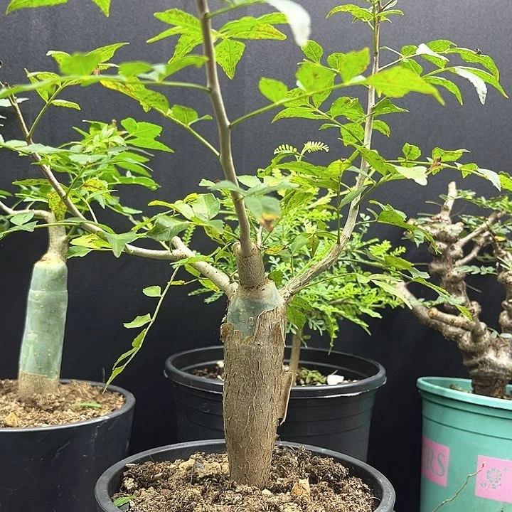 芳香橄榄一物一拍