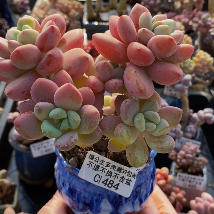 樱花洛神11cm484多肉植物