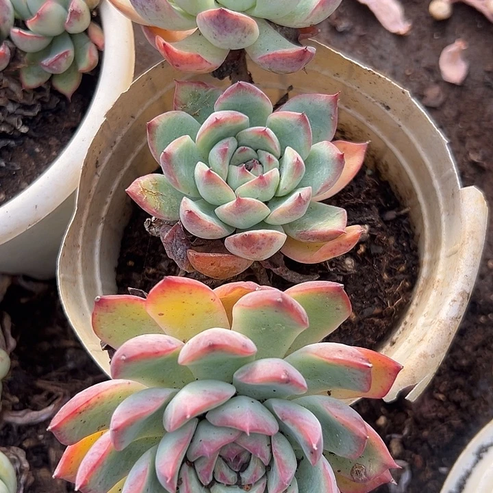 荷花老桩。