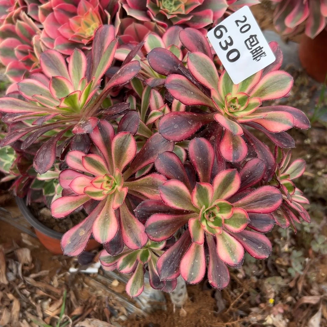 630香奶奶，满20包邮嘟叮熊