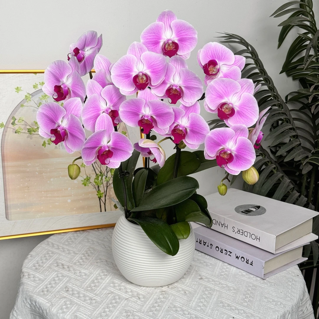 【甜心】室内蝴蝶兰花盆栽开花株 四季好养护绿植叶片