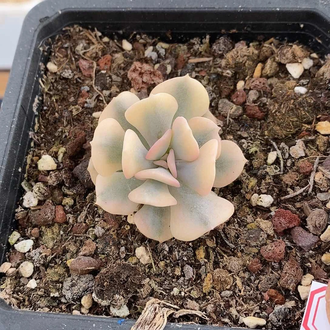 14105 雪精灵覆轮锦