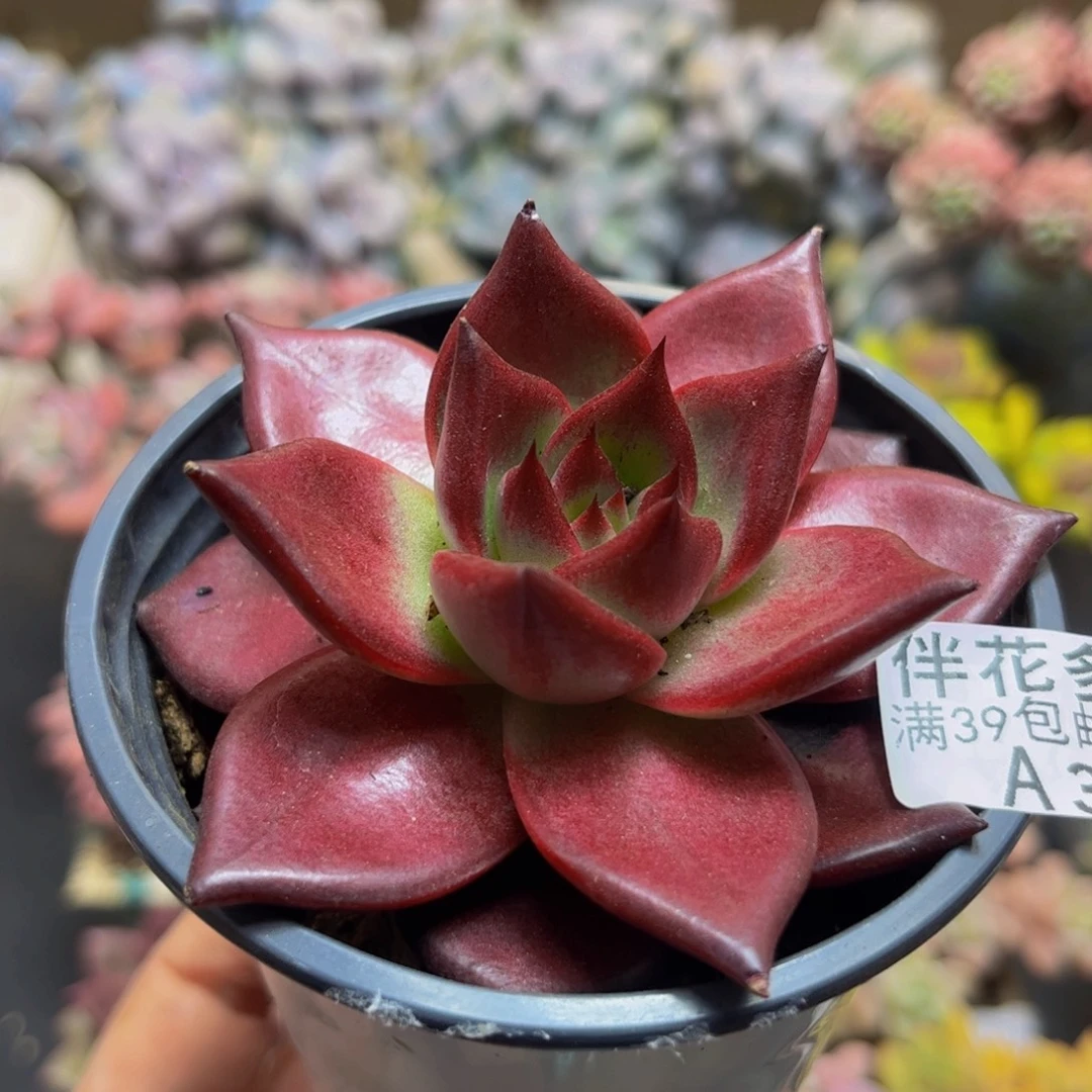 363红乌木7cm多肉