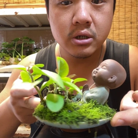 红陶一物一拍所见即所得84