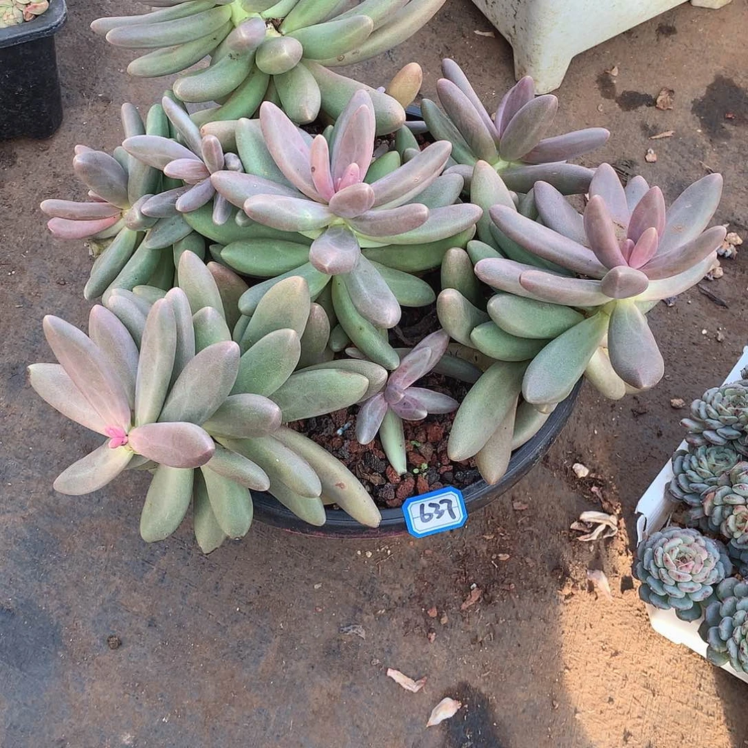 637糖果美人 一物一拍多肉