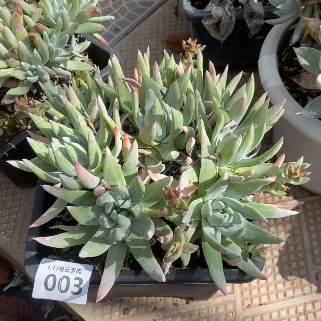 003宽叶法瑞杂交多肉