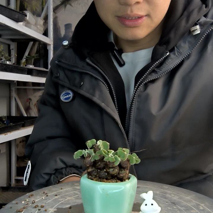 风**音小盆景小植物一物一拍191