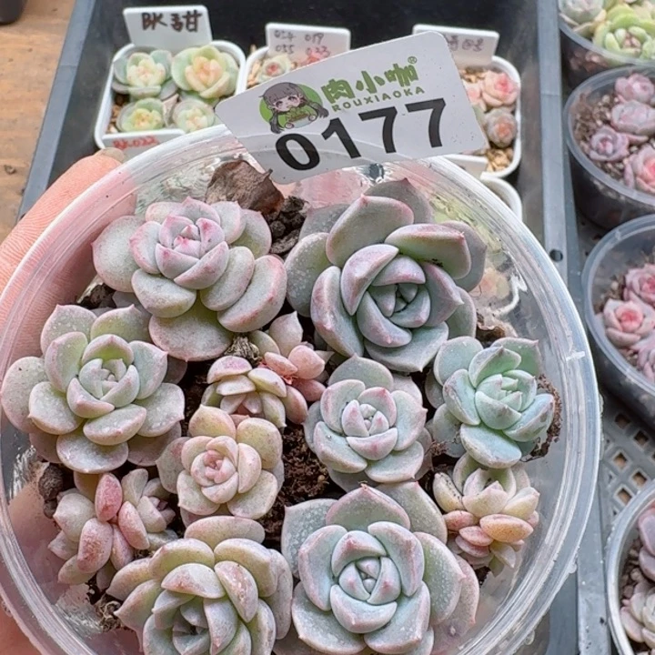 多肉植物多肉植物