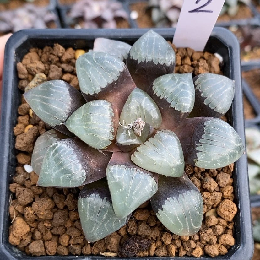 【闪购商品】2爱神克