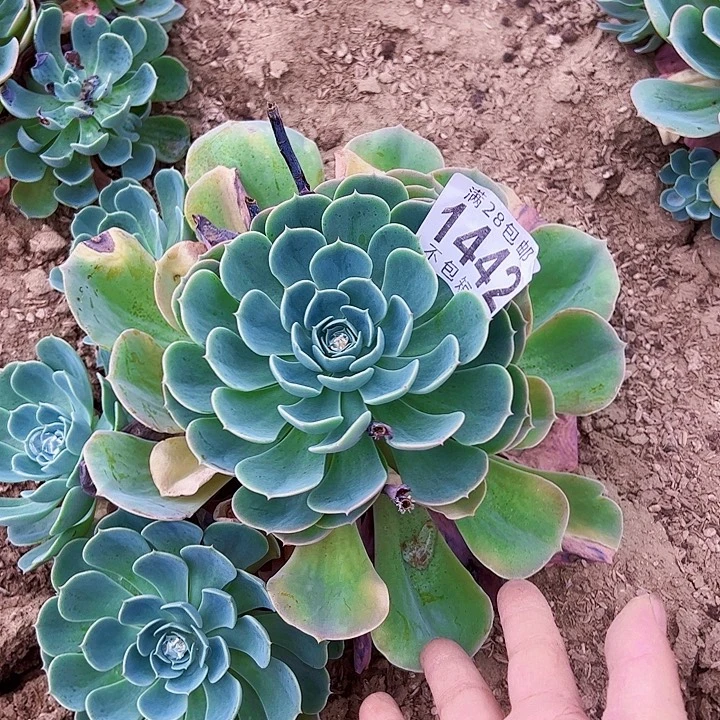 1442多肉植物法师法师