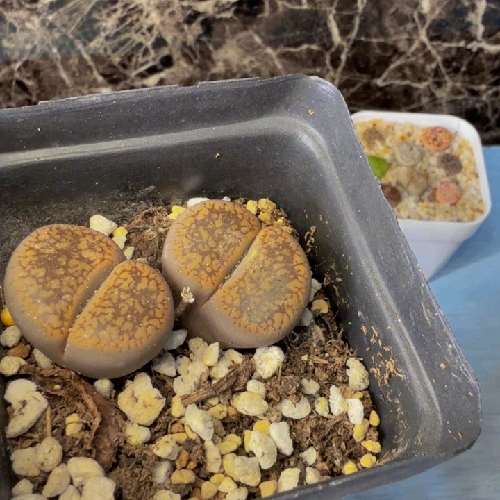 月****多肉葡萄的味道也112