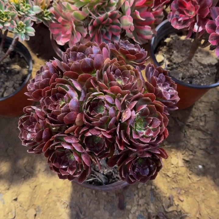 黑金玫瑰掐心9.9。