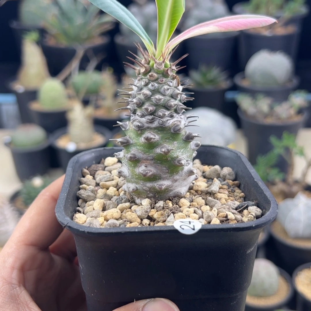 瓶干麒麟大戟一物一拍