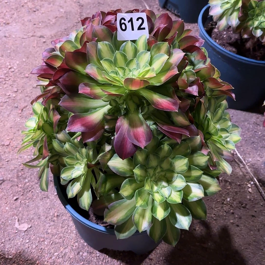 多肉法师韶华612