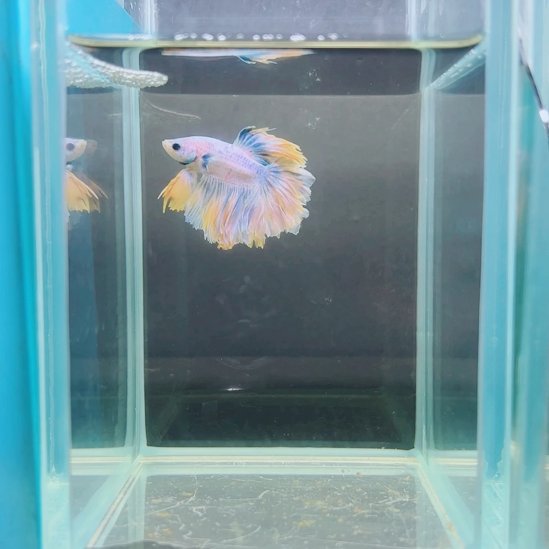 K***m斗鱼赤道斗鱼水族馆