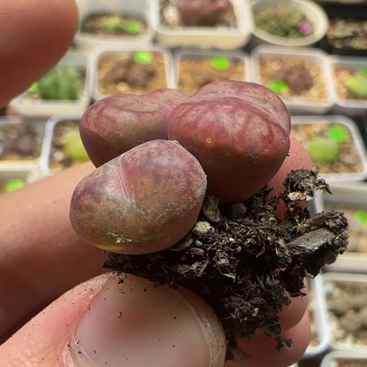 杂交漂亮多肉植物156